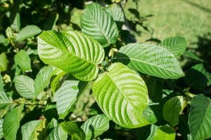 where to buy kratom