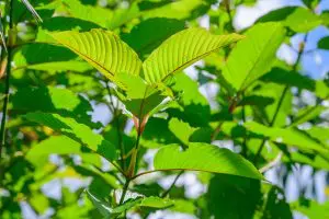 tree of kratom