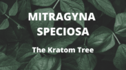 Mitragyna Speciosa