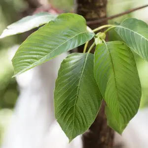 Buy Kratom Leaves