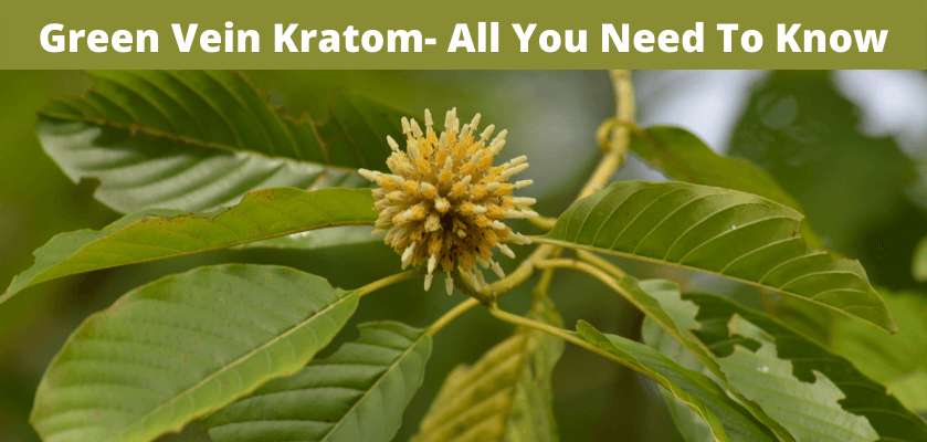 Green Vein Kratom- All You Need To Know