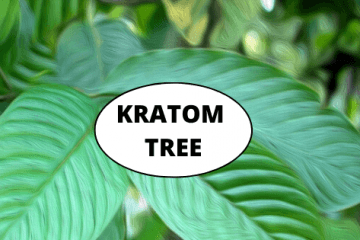 Kratom Tree