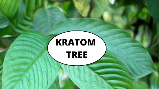 Kratom Tree