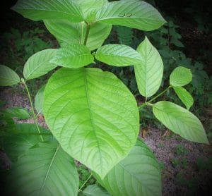 Green Thai Kratom