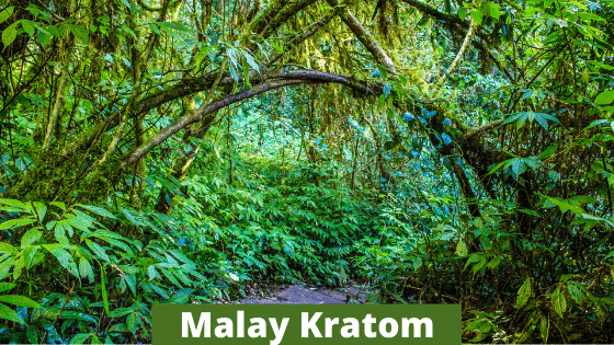 Malay Kratom