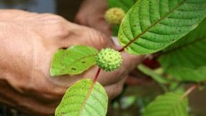 Thai Kratom capsules