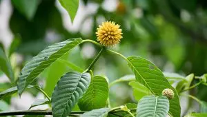 buy maeng da kratom capsules