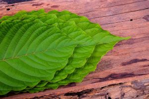 how much does kratom cost online