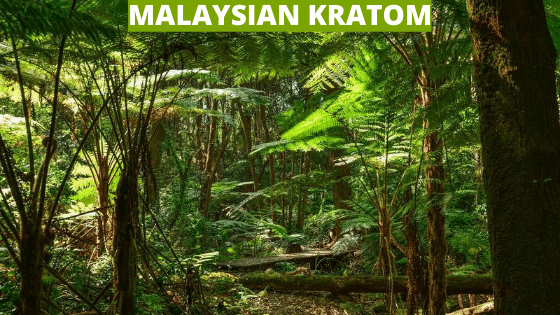 malaysian kratom