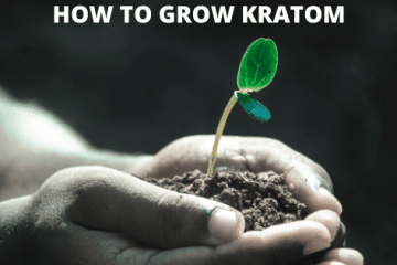 how to grow kratom