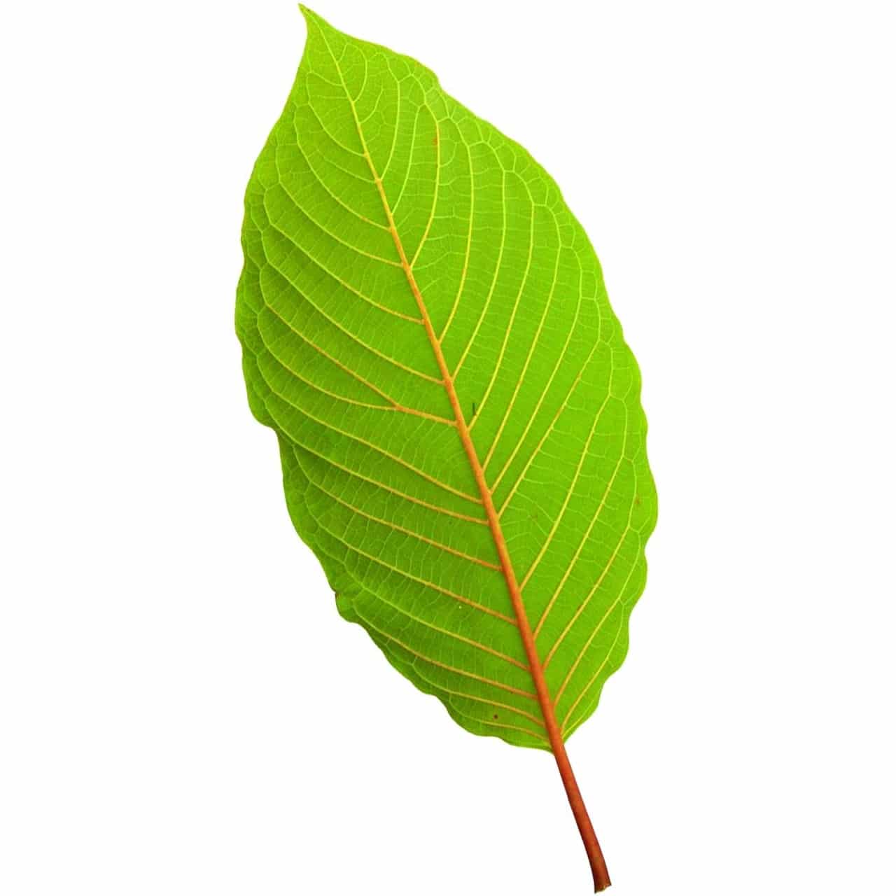 The Different Strains of Kratom Myths vs Facts