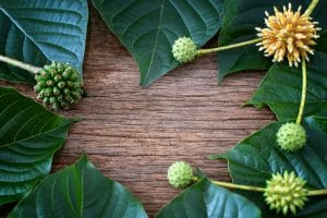 source of kratom