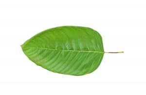 kratom leaves for sale usa