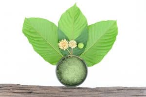 kratom kaps bali for sale