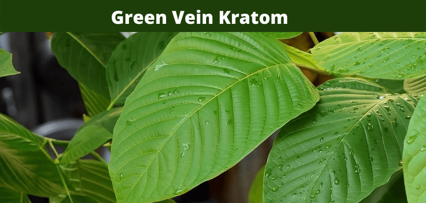 Green Vein Kratom